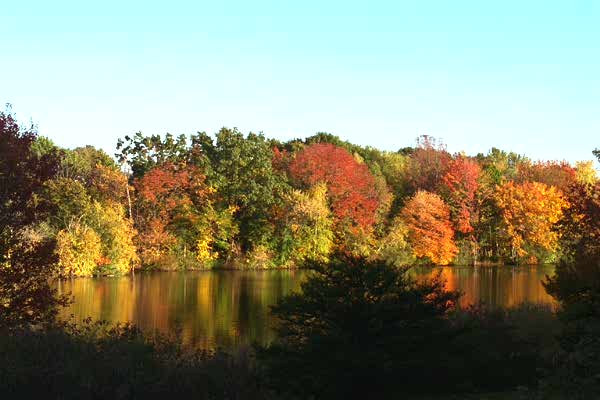 Fall Foliage